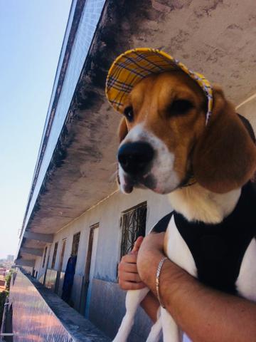 Beagle a procura de namorada.