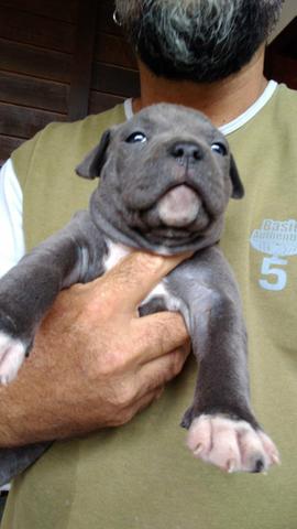 American bully - Foto 4
