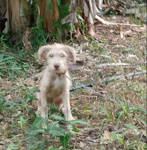 Doação desse poodle mestiço - Foto 4
