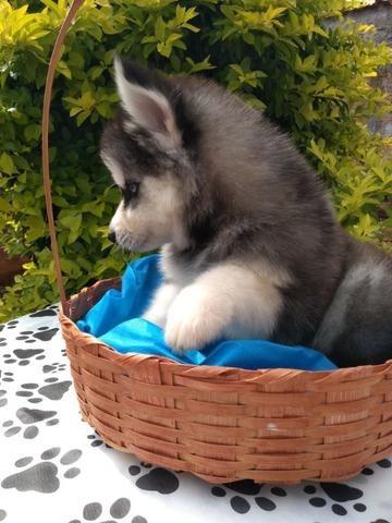 Husky wooly para exigentes! - Foto 3
