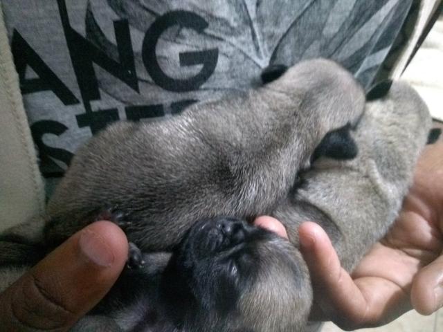 Pug fêmea - Foto 2