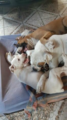 Boxer prime - Foto 4