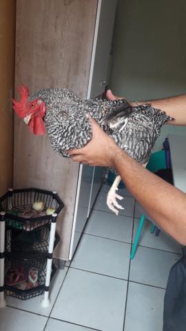 Vendo Galo - Foto 3
