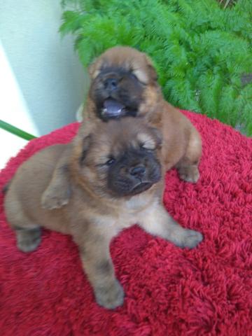Cachorros Chow Chow - Foto 5