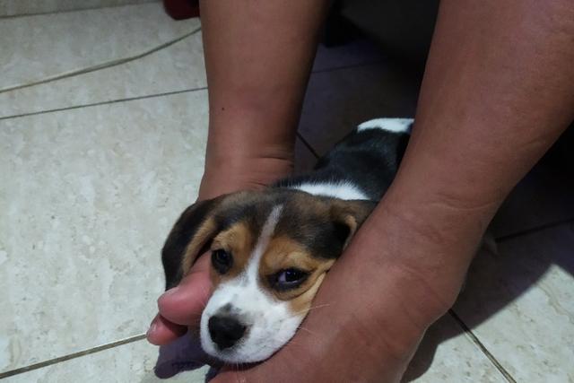 Filhote Beagle fêmea 1 mês e 45 dias