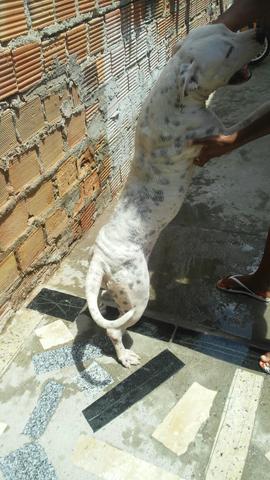 Pitbull femea - Foto 3