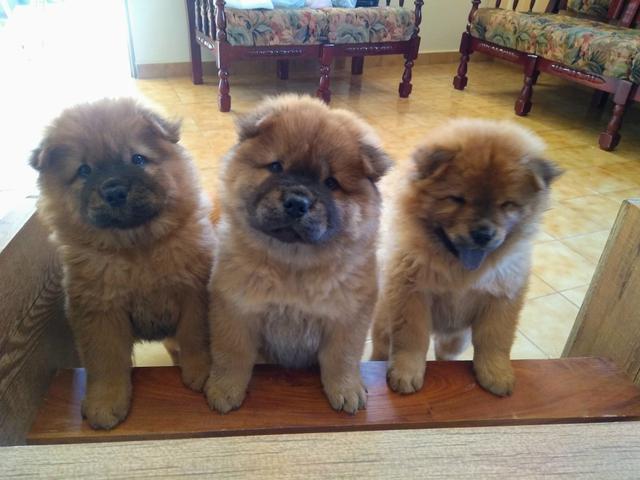 Cachorros Chow Chow - Foto 3