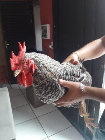 Vendo Galo - Foto 2