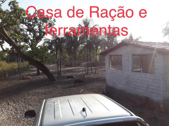Fazenda em Boa-Hora/PI a 140 km de Teresina - Foto 3