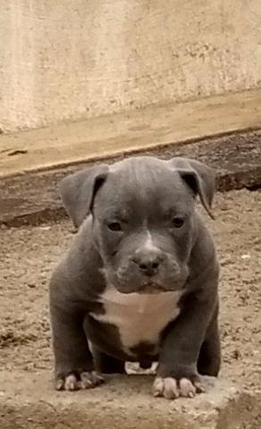 American bully
