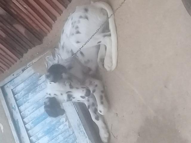 Dálmata - Foto 3
