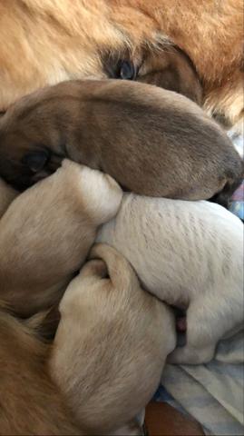 Chow chow - Foto 2