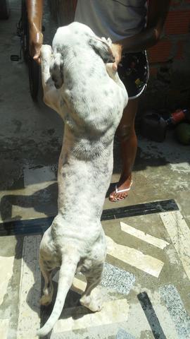 Pitbull femea - Foto 2