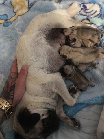 Filhotes de pug - Foto 3