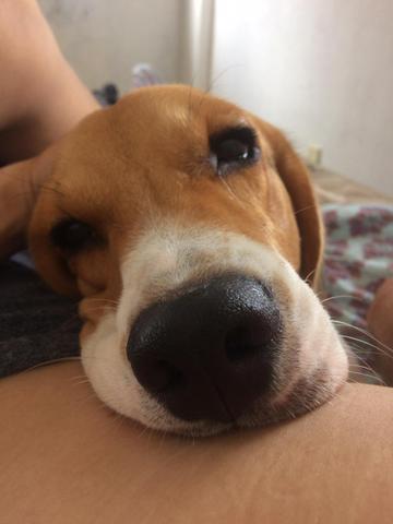 Beagle a procura de namorada. - Foto 3