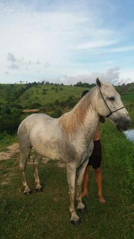 Cavalo de direita pra textar