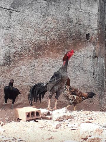 Ovos galados de indio chu_shamo *) - Foto 5