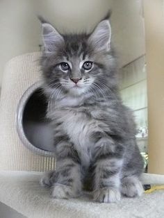 Maine Coon 