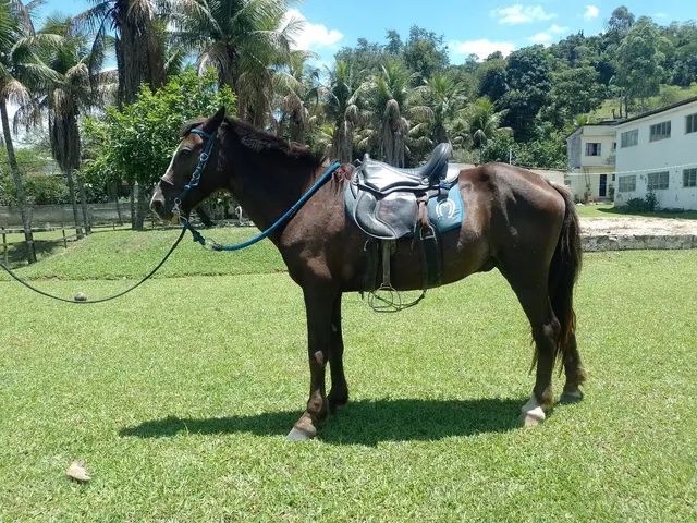 OLX on X: CAVALO 🐎 IIIIIRRAAAA 🤪 DEMAISSSS 😎 QUE ISSO MEU