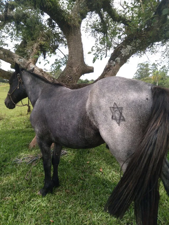 180 ideias de Fotos de cabeça de cavalos crioulos