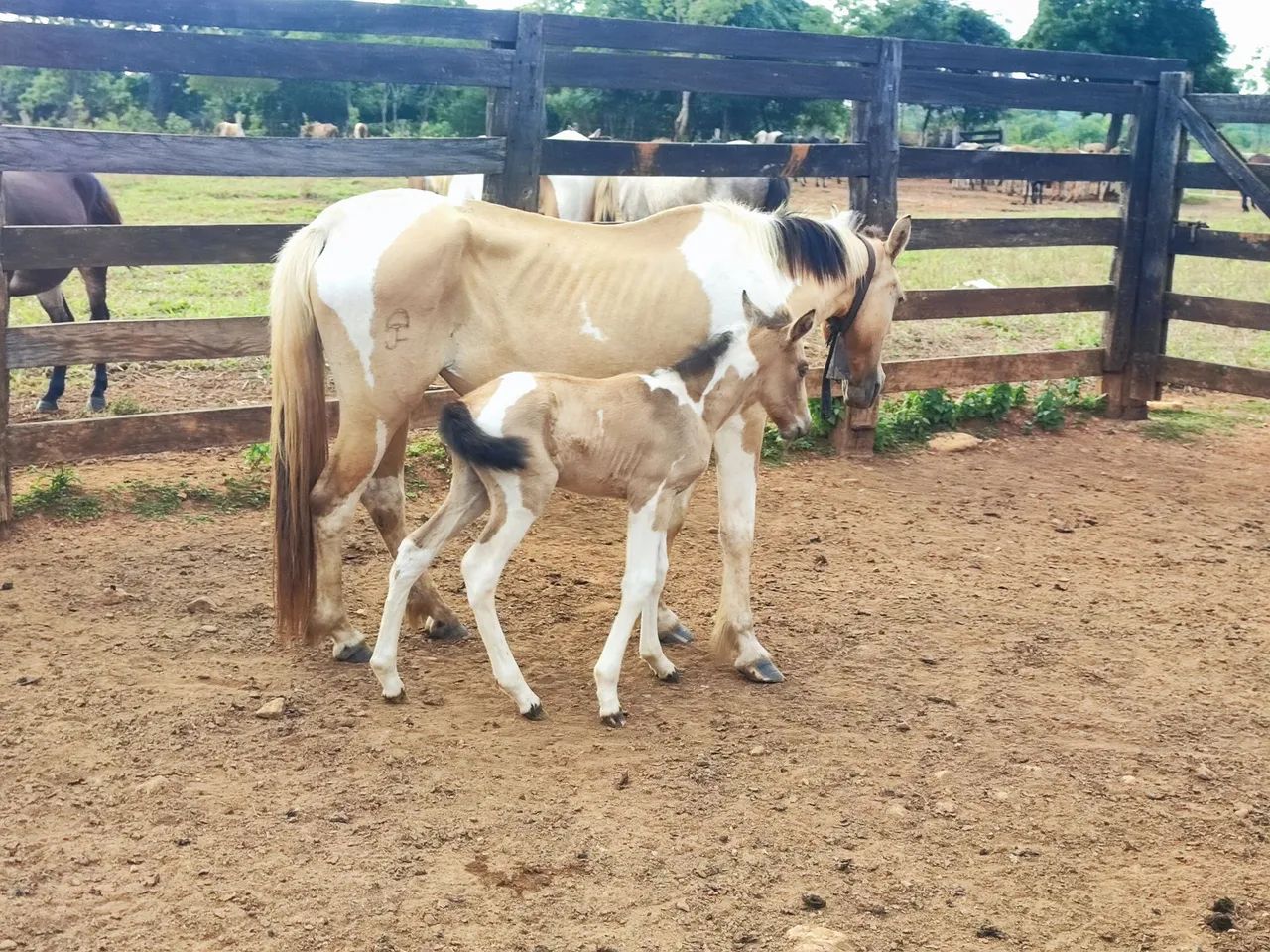 Égua parida   - Foto 2