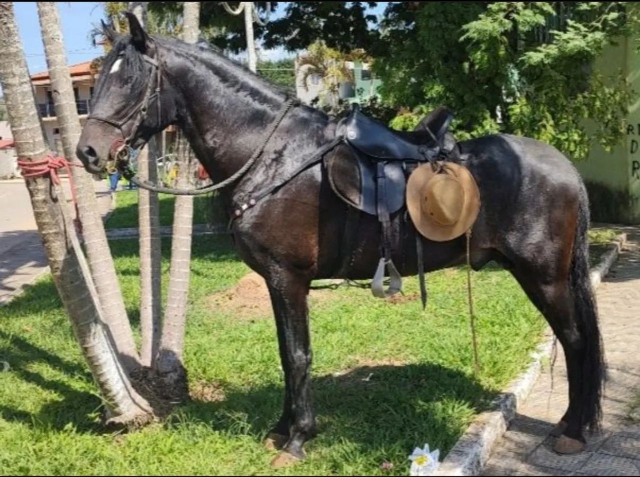 Vendo Cavalo Inteiro / Garanhão  - Foto 5
