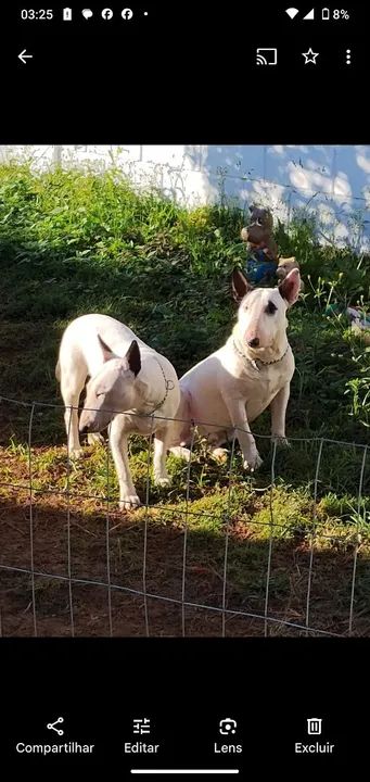 Filhotes de Bull Terrier Inglês - Foto 4