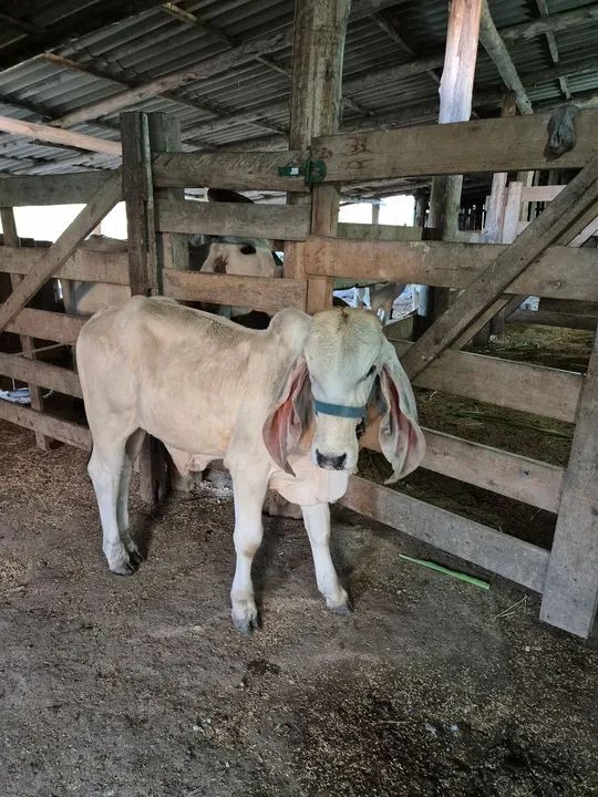 Tourinho INDUBRASIL  - Foto 2