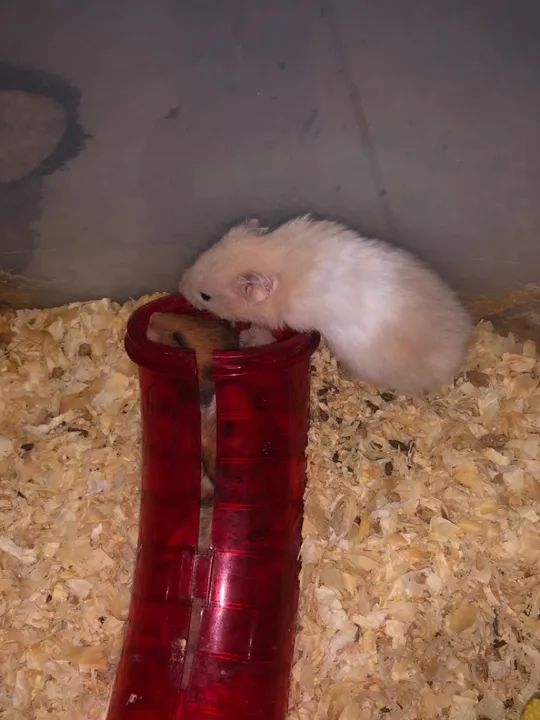 Hamster sírio  - Foto 6