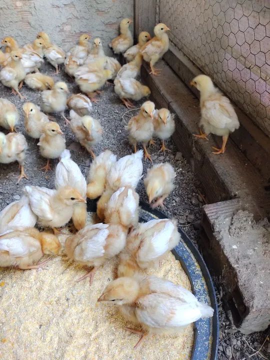 Galinha Poedeira (Pintinhas) Isa Brown  - Foto 3