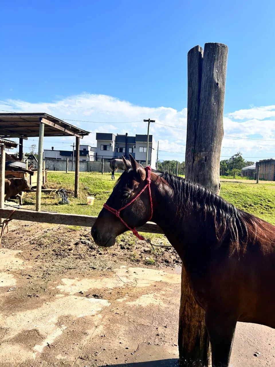 Cabresto sete Nós para cavalos - Foto 4
