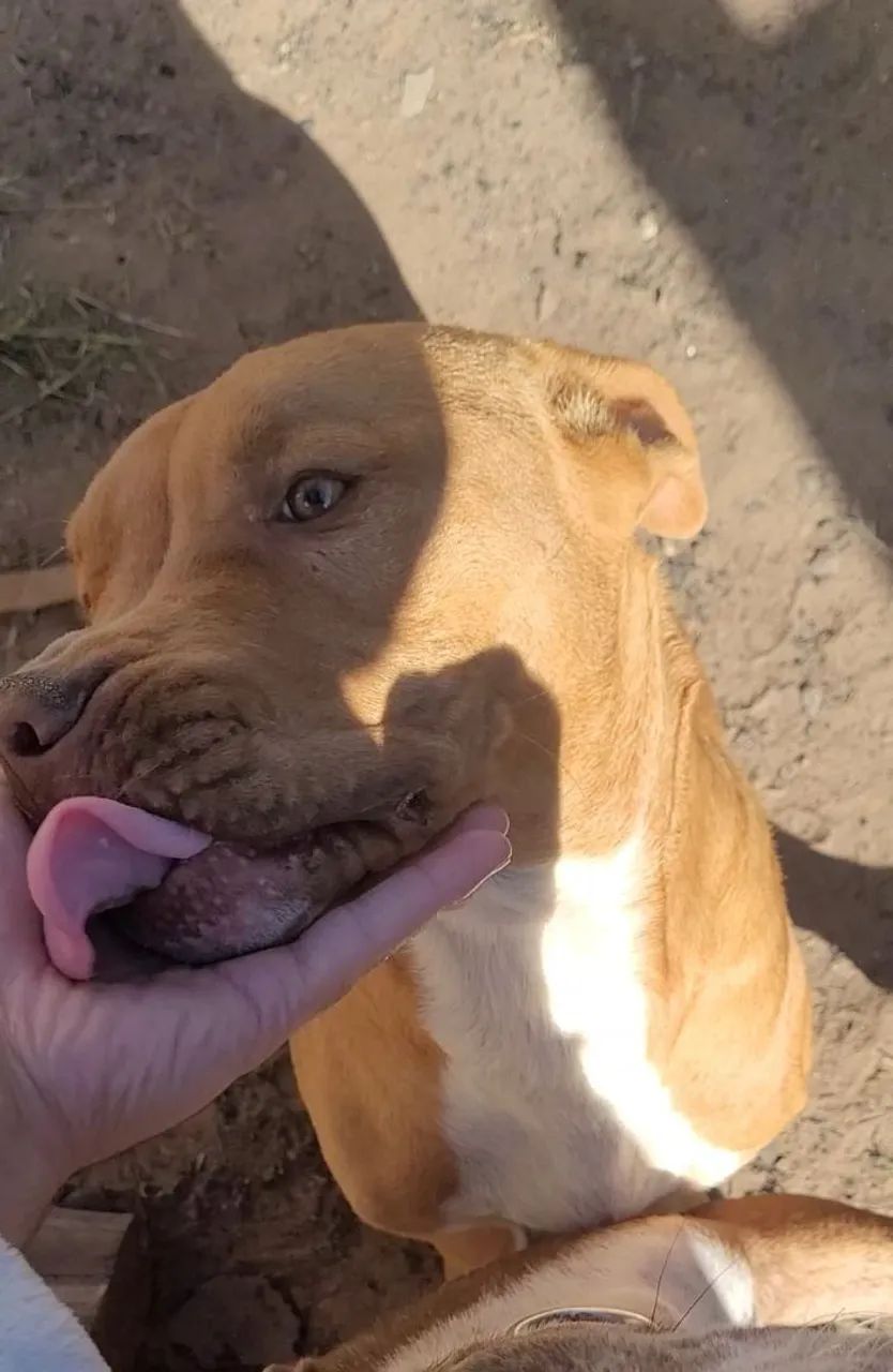 Pitbull doação macho