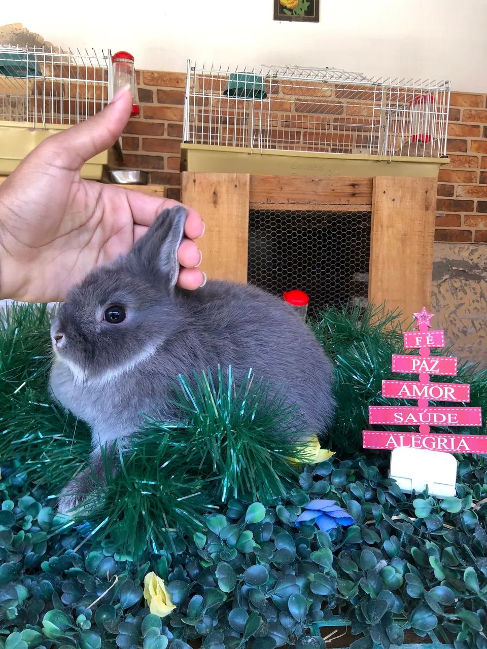 Mega promoção - filhote de coelho anão netherland dwarf linhagem importada - macho  - Foto 3