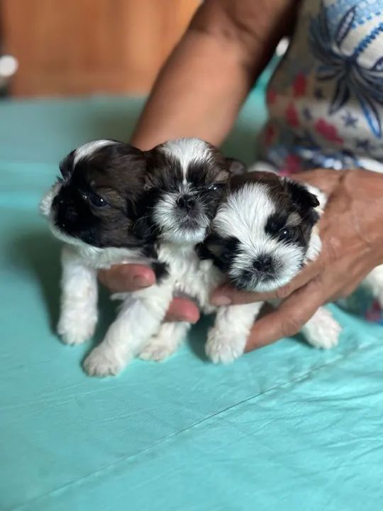 Filhotes de Shitizu Macho e Fêmeas  - Foto 5