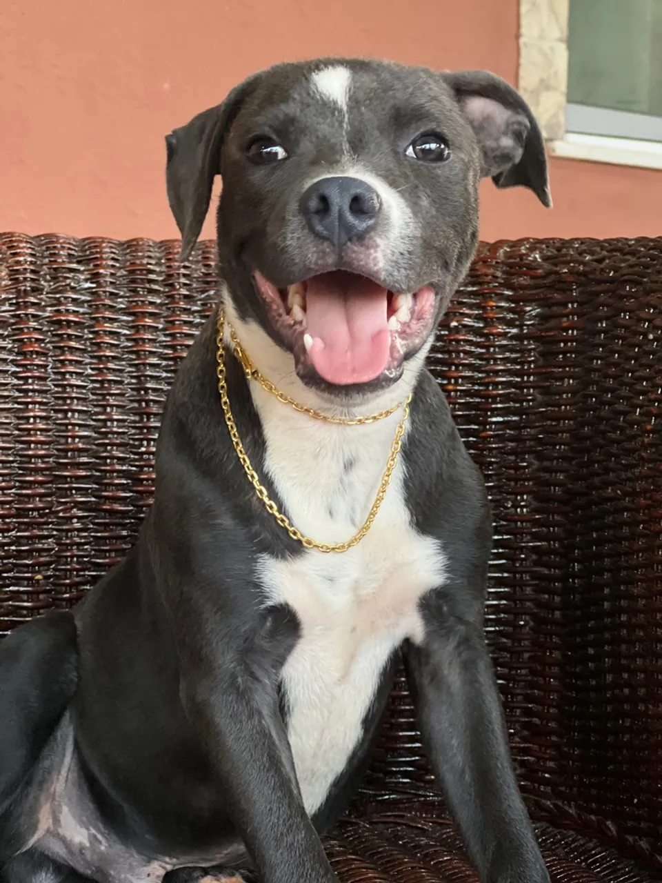 Staffordshire macho promoção