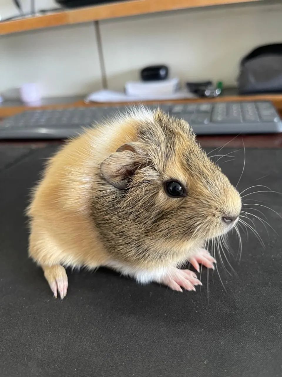 Filhote de Porco da Índia três cores. (macho) - Foto 4