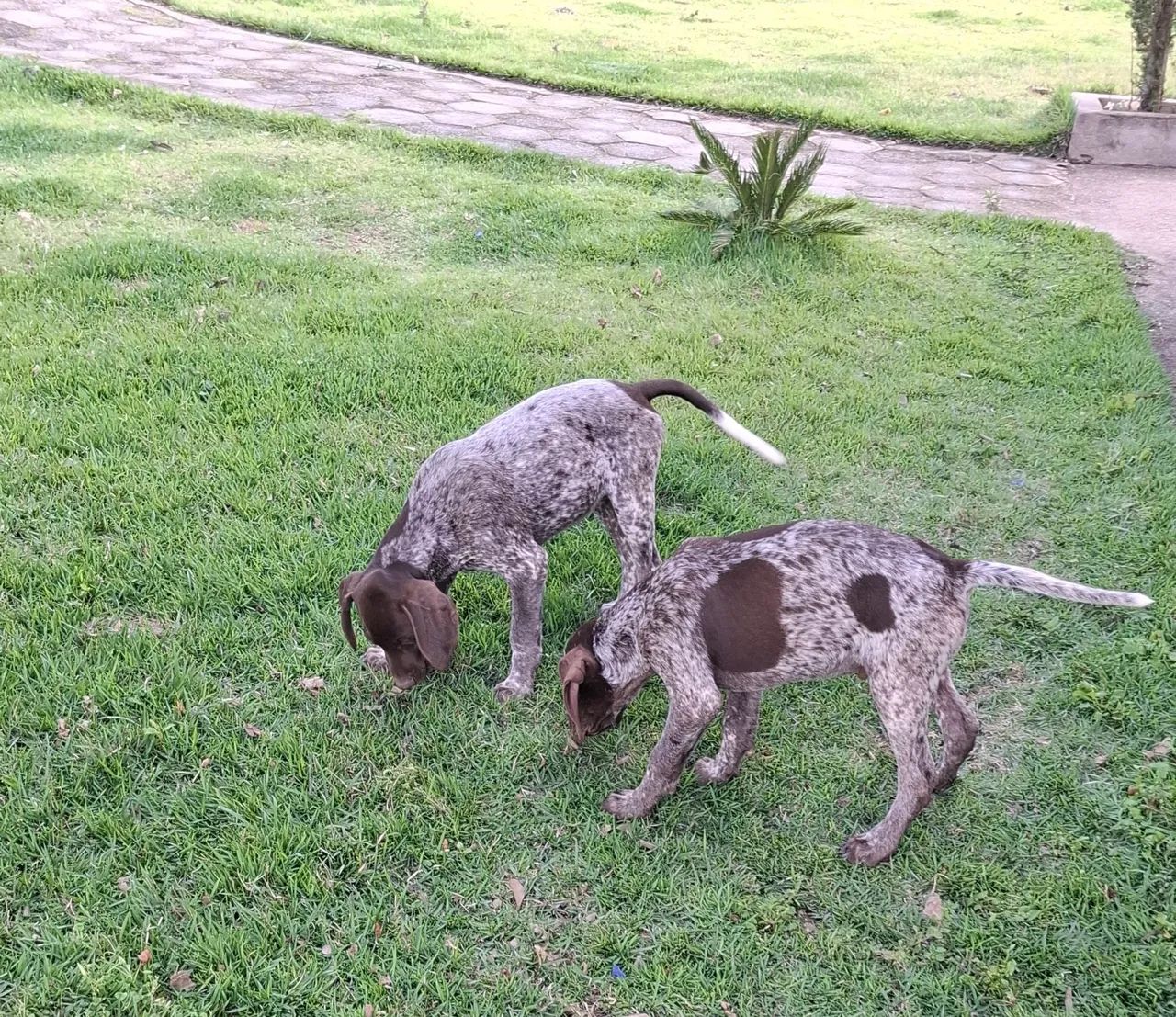 Vendo Filhotes Braco/Pointer Alemão  - Foto 2