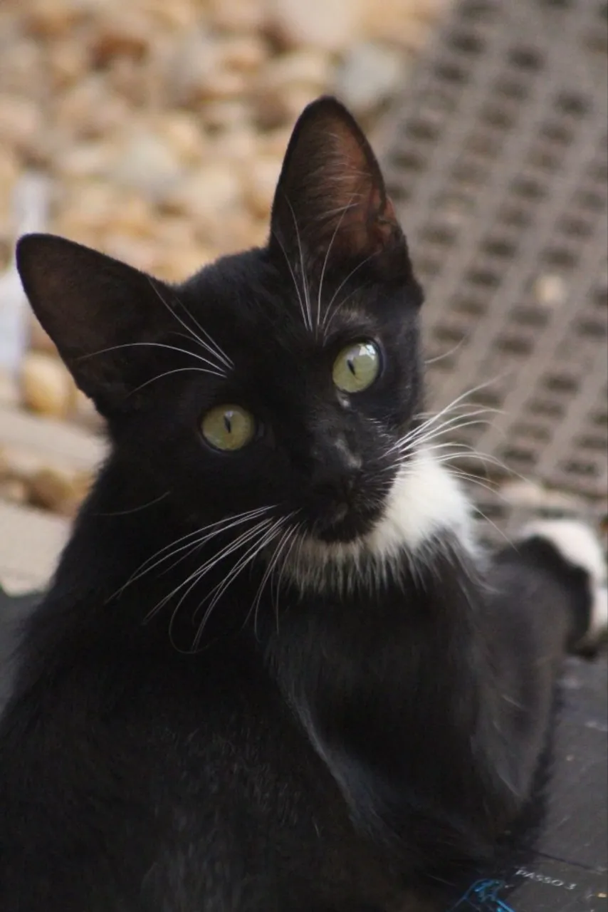 Gatinha filhote para adoção