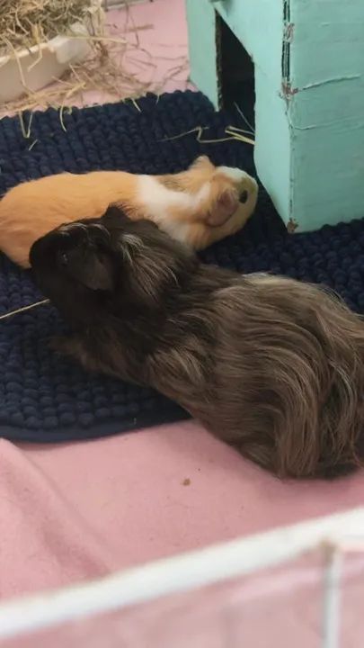 Porquinha da Índia  - Foto 4