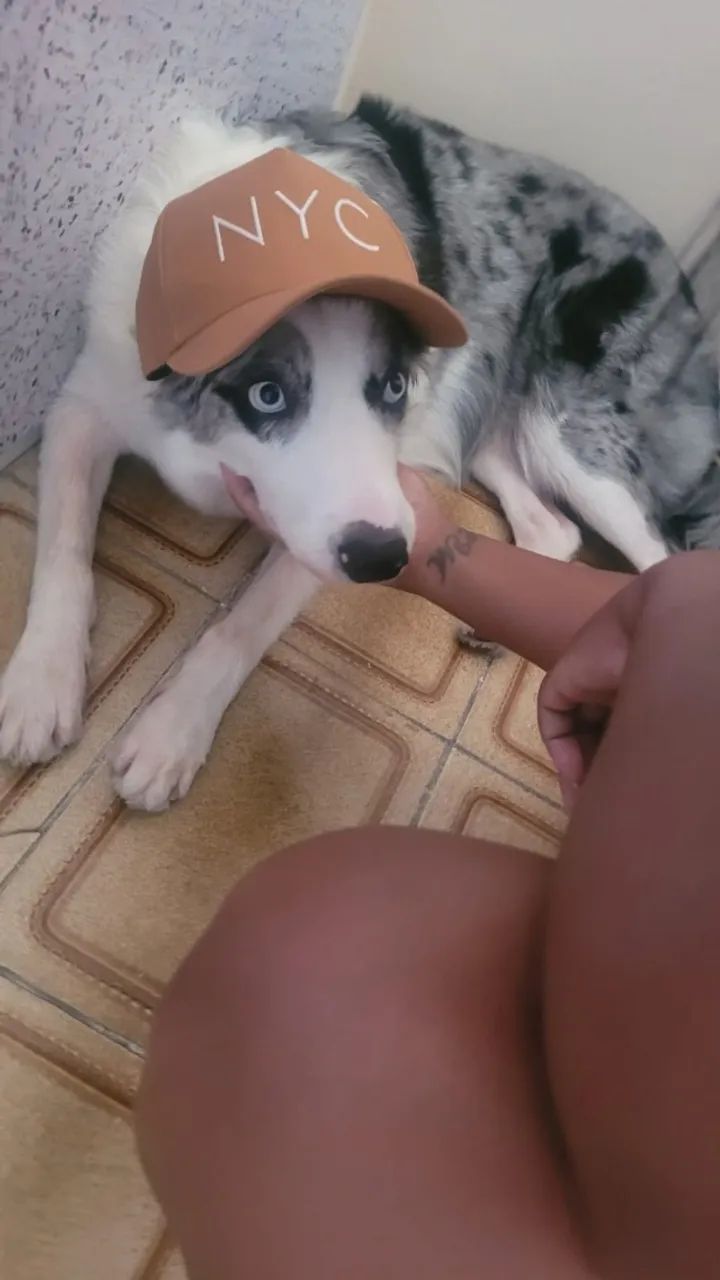 cachorra da raça Border Collie