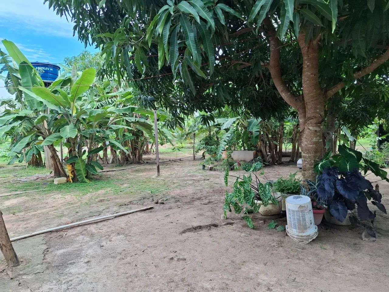  Vendo ou troco chácara 100X386m; área da vila Nova Esperança, Bonfim, há 52 km/Boa Vista. - Foto 11