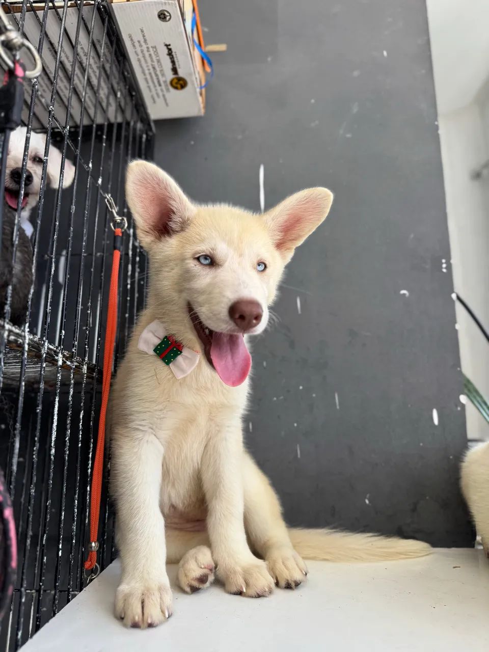 Huskysiberiano 800$ - Foto 3