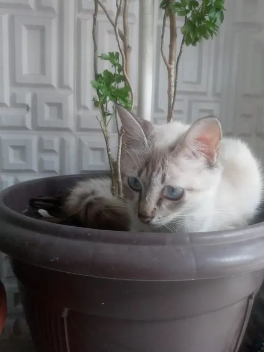 Doação de Gatinha de 1 Ano e Mese - Foto 2