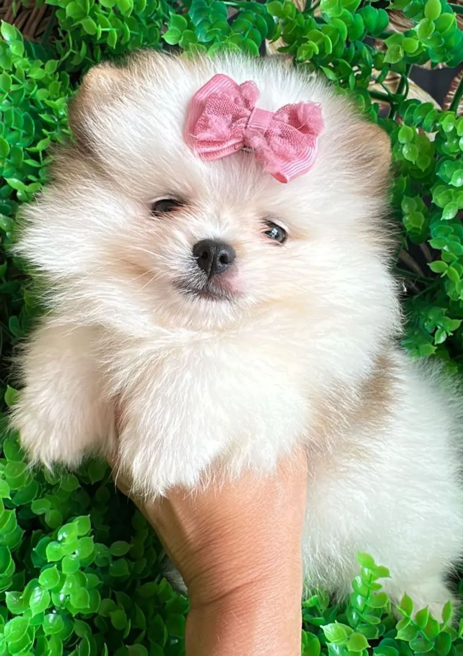 Spitz Alemão menina branco e castanho-Doce e Educada.