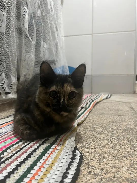 Gatinha linda disponível para adoção - Foto 3