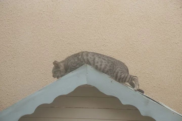 Lente Canon Ef 75-300mm F/4-5.6 Iii (Usado) - Foto 4