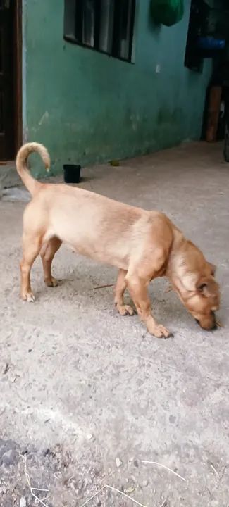 Cachorra pequena - Foto 5