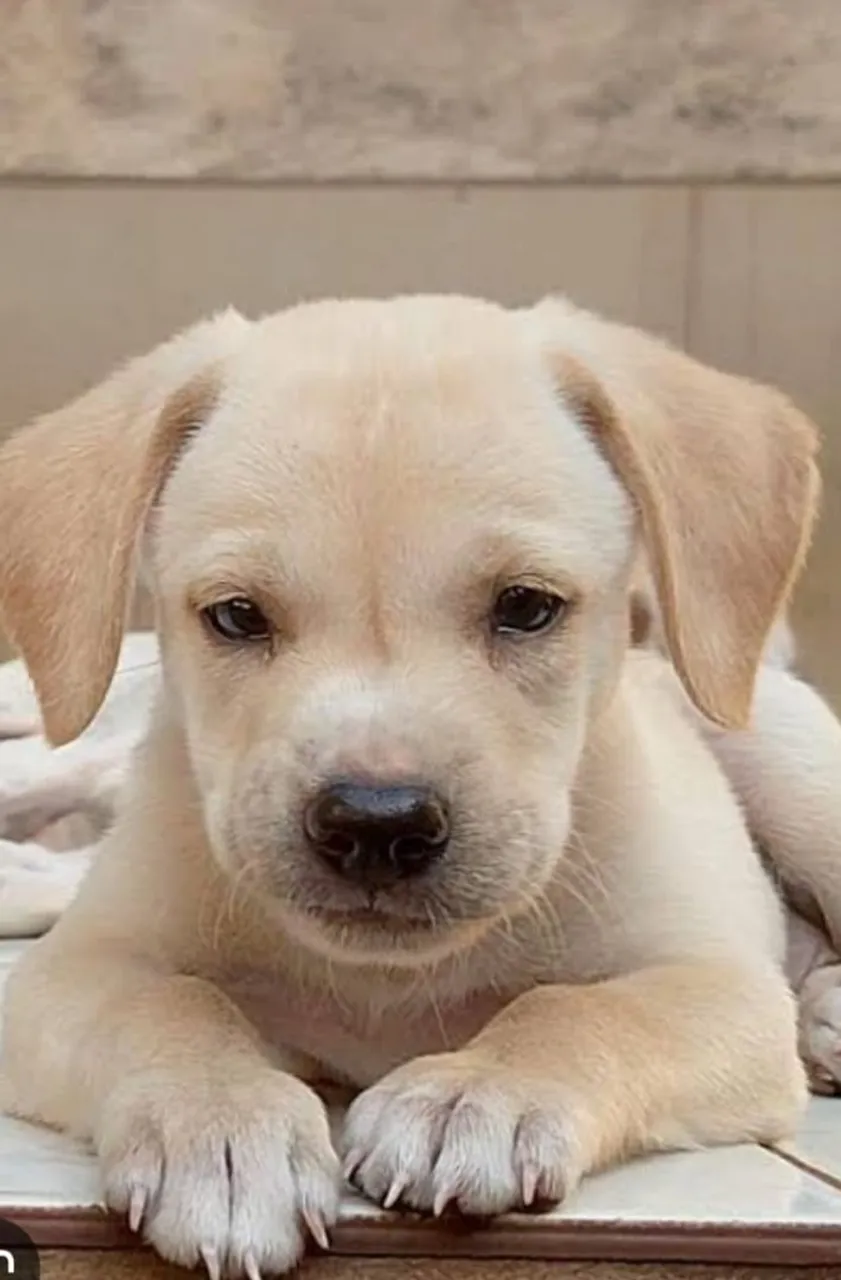 Super promoção pra hoje filhotes de labrador machinhos purissimos