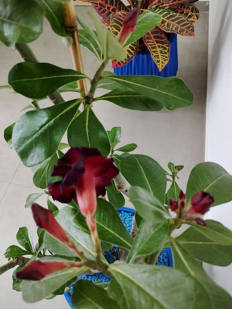 ROSA DO DESERTO  - Foto 2