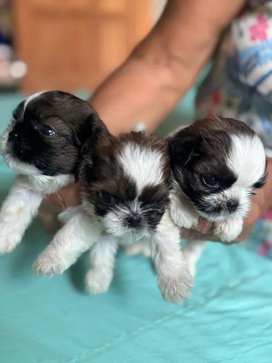 Filhotes de Shitizu Macho e Fêmeas  - Foto 6